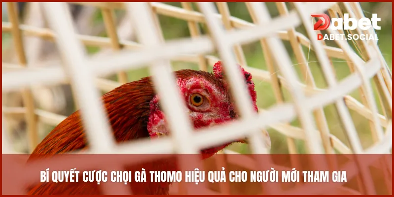 Bí quyết cược chọi gà Thomo hiệu quả cho người mới tham gia
