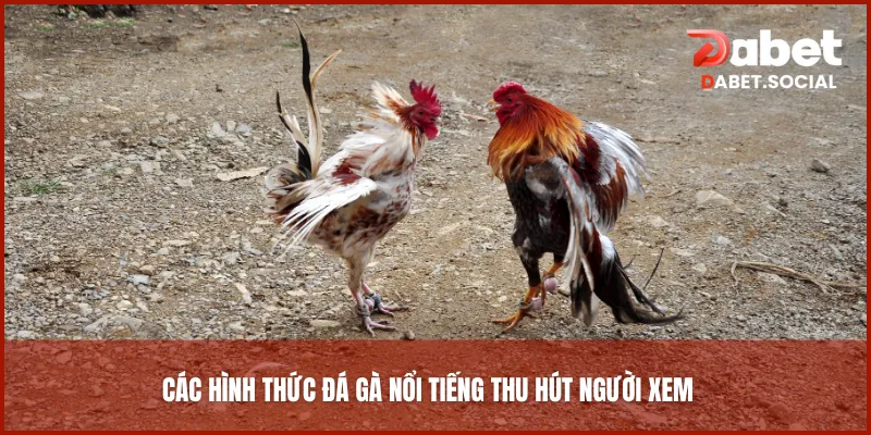 Các hình thức đá gà nổi tiếng thu hút người xem