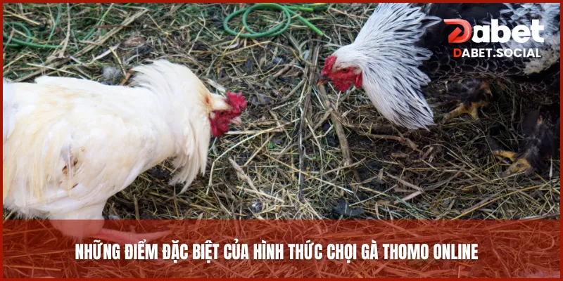 Những điểm đặc biệt của hình thức chọi gà Thomo online