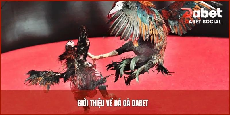 Giới thiệu về đá gà DABET
