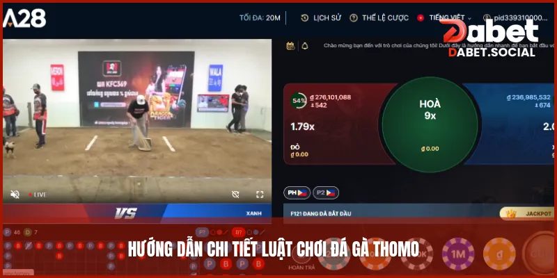 Hướng dẫn chi tiết luật chơi đá gà Thomo